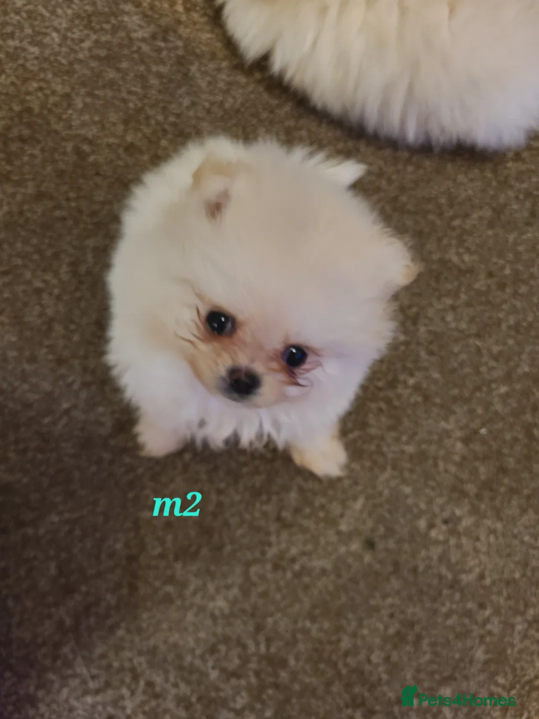 Pomeranian dogs for sale: Kc registered pomeranian puppies - Advert 3