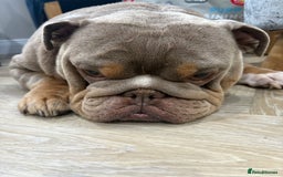 English Bulldog dogs for sale: English bulldog puppies  - Advert 21