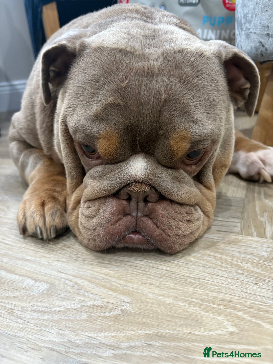 English Bulldog dogs for sale: English bulldog puppies  - Advert 21