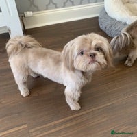 Shih Tzu dogs Lilac Imperial shih tzu for stud PROVEN in Clydebank - Advert 9