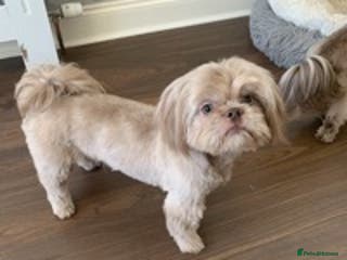 Shih Tzu dogs Lilac Imperial shih tzu for stud PROVEN in Clydebank - Advert 6