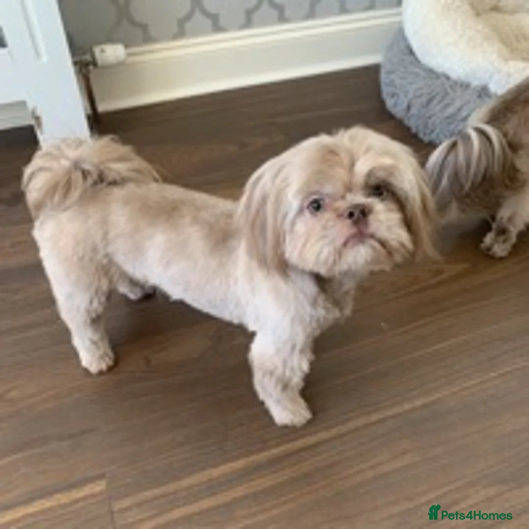 Shih Tzu dogs for stud: Lilac Imperial shih tzu for stud PROVEN in Clydebank - Advert 1