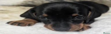 Miniature Dachshund Puppy 1