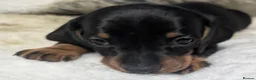 Miniature Dachshund dogs for sale: Quality KC/ PRA clear Miniature Dachshund puppies  - Advert 20