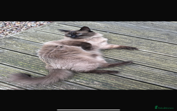 Ragdoll cats for sale: Ragdoll for sale - Image 4