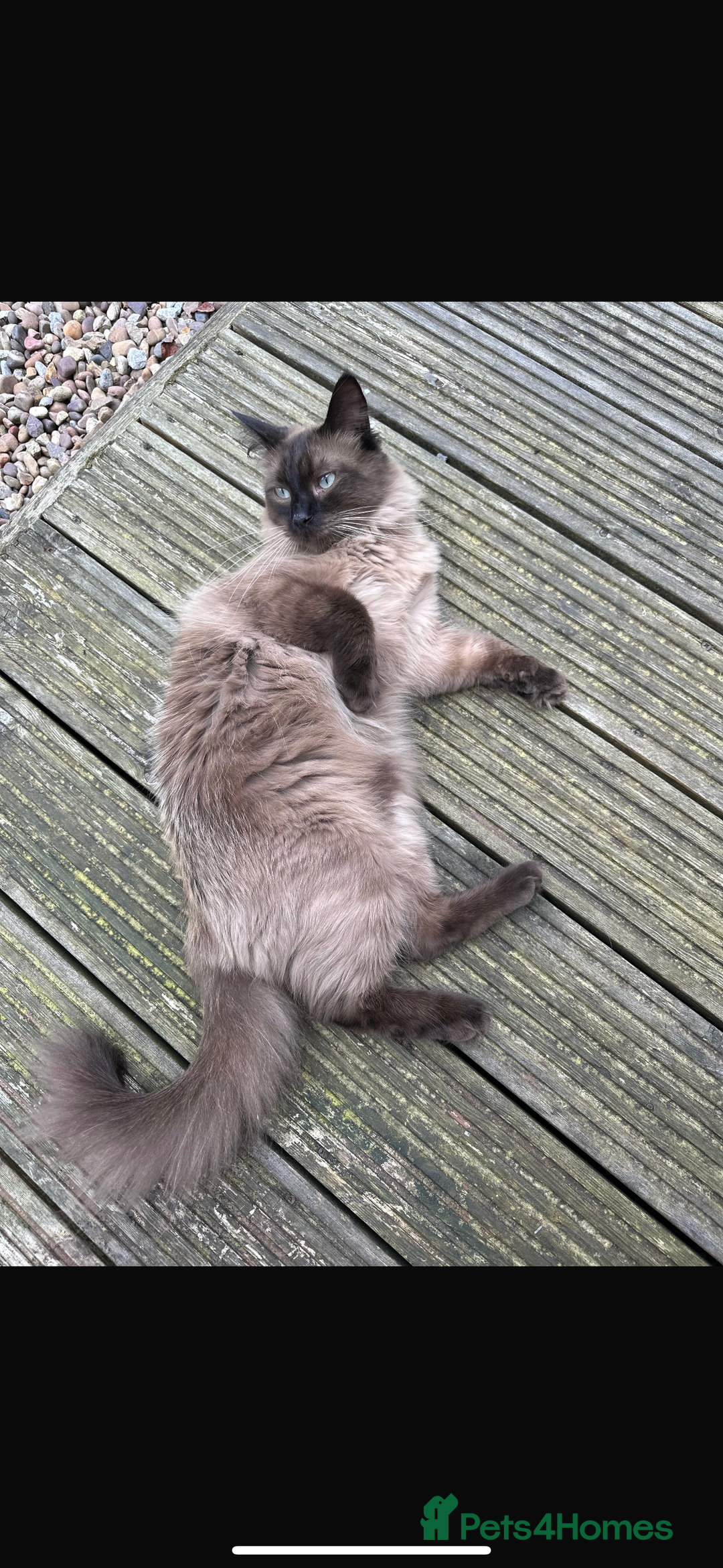 Ragdoll cats for sale: Ragdoll for sale - Image 4