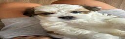 Lhasa Apso dogs for sale: Beautiful kc reg Lhasa apso pups  - Advert 11