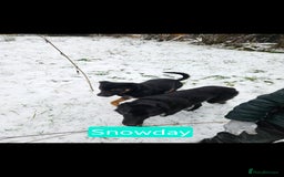 Mixed Breed dogs for sale: Girl TRI- due to unforseen circumstances - Image 9