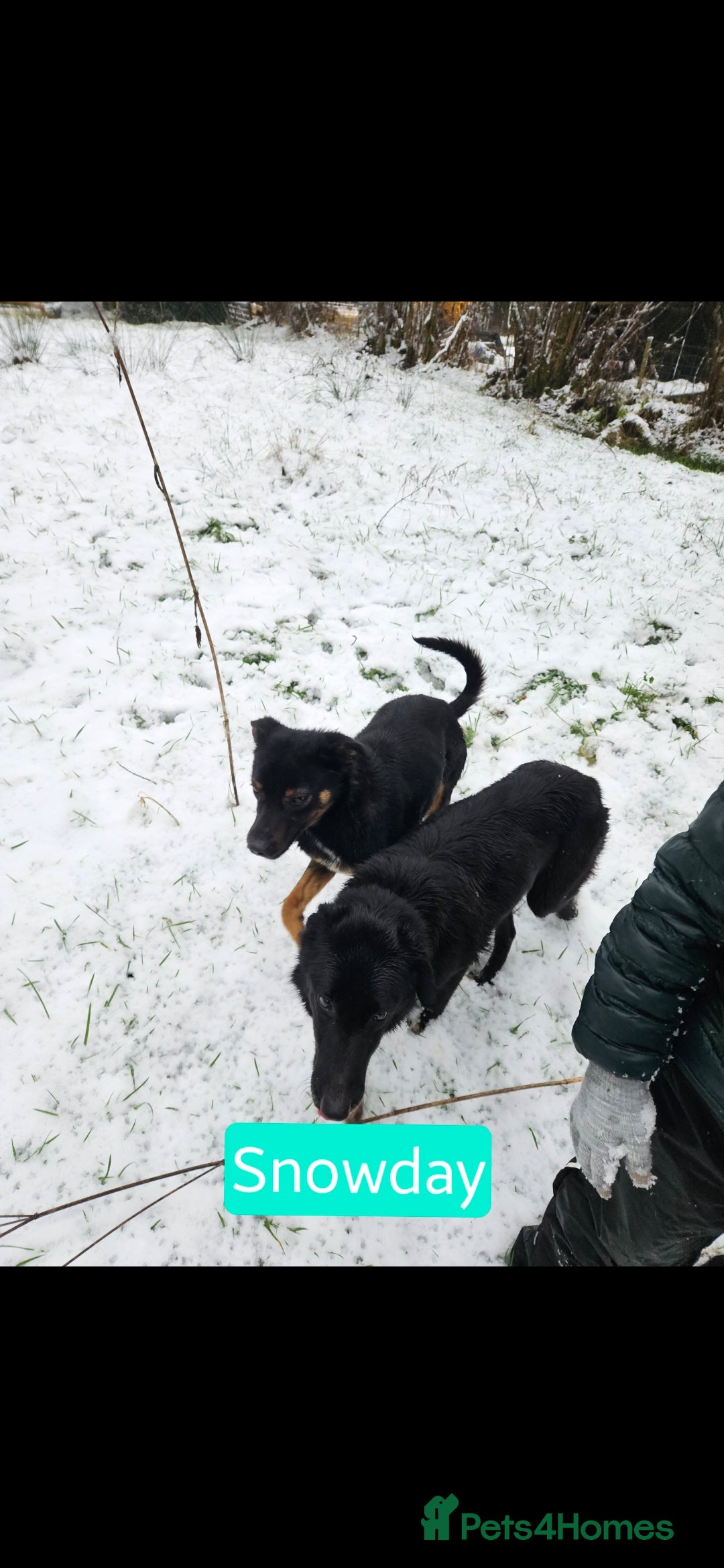 Mixed Breed dogs for sale: Girl TRI- due to unforseen circumstances - Image 9