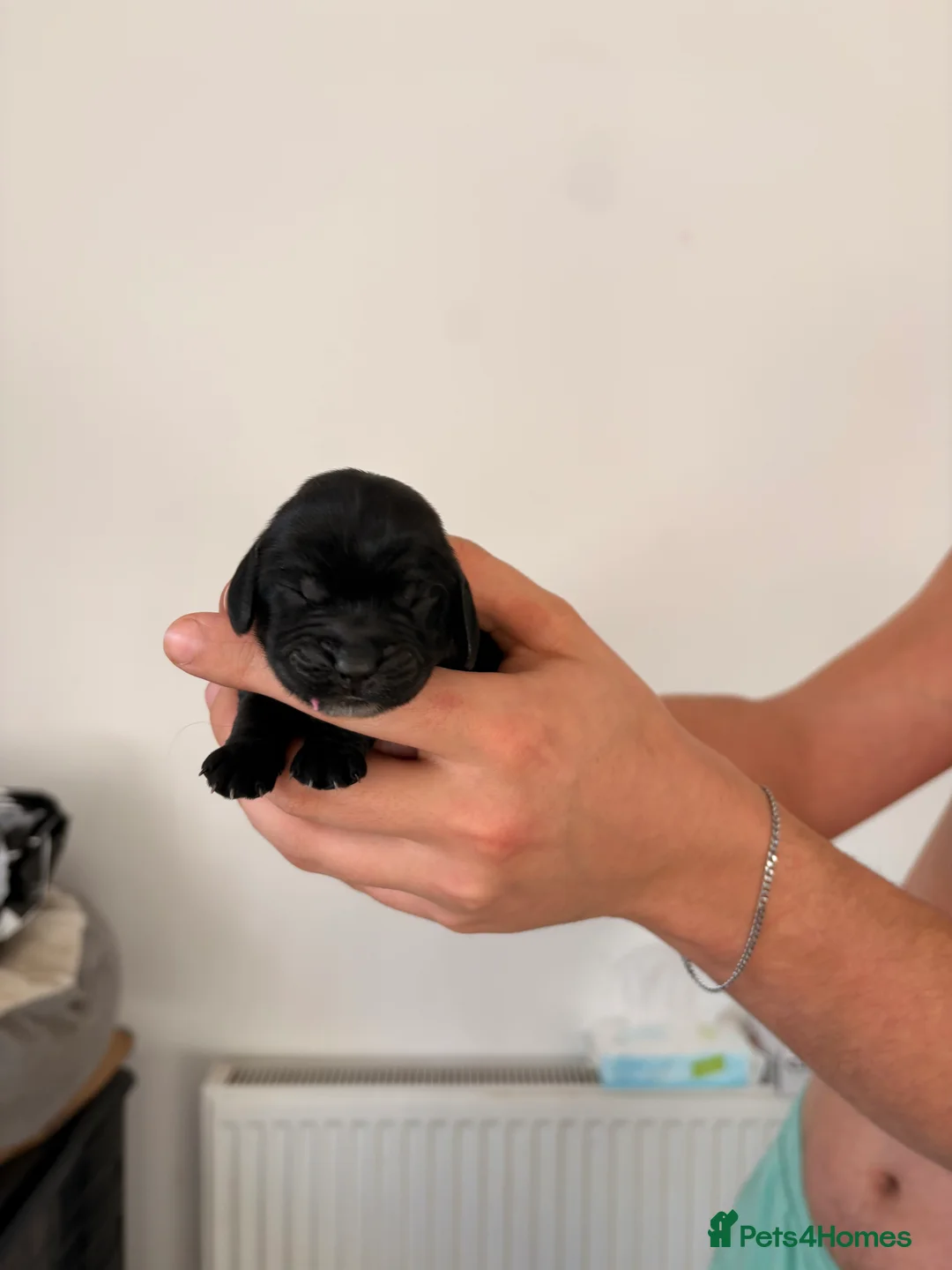 Cocker Spaniel dogs for sale: Beautiful litter of 9 cocker spaniel puppies 🥰 - Advert 10
