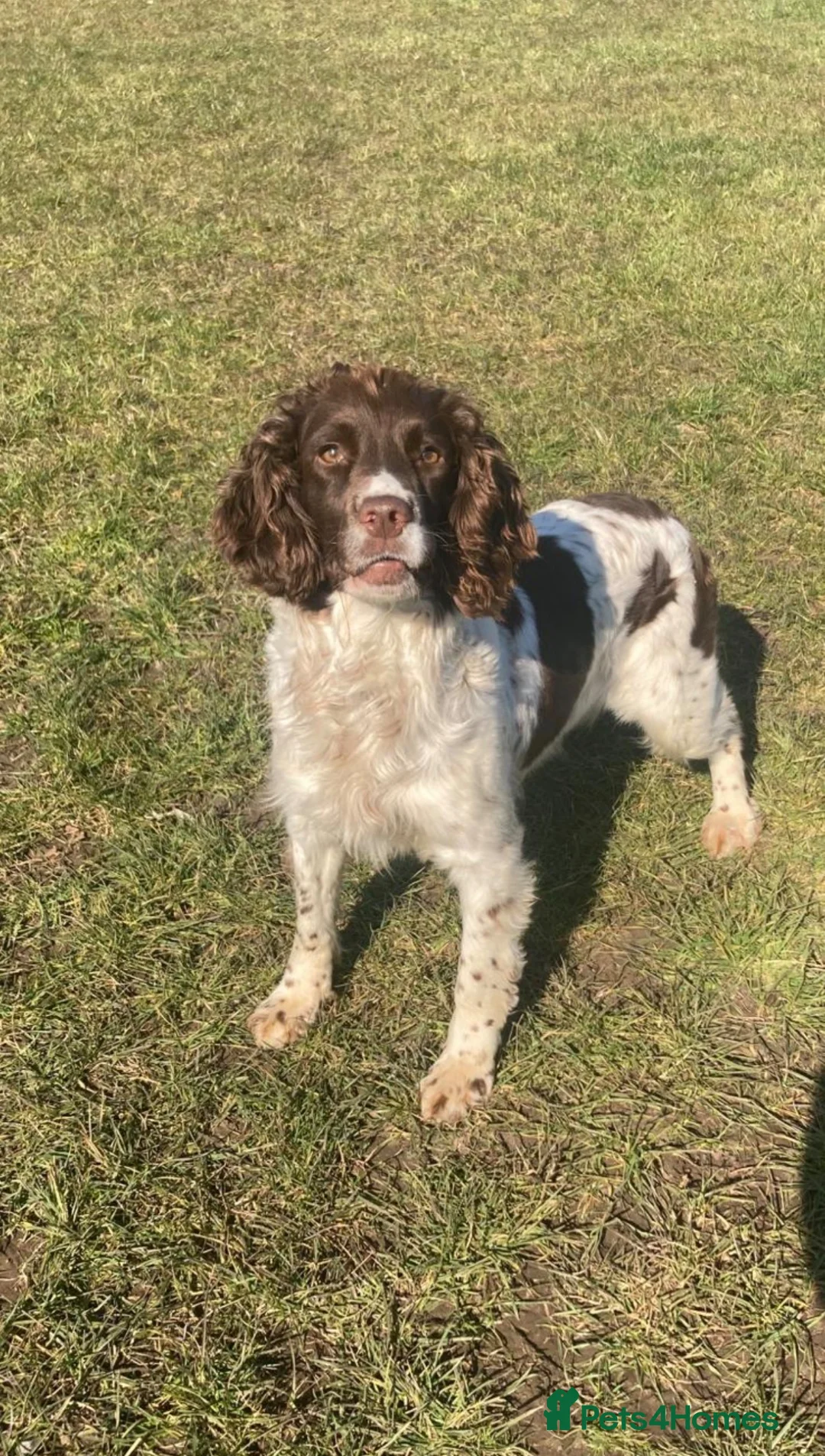 English Springer Spaniel dogs for sale: Springer Spaniel Bitch  - Advert 3