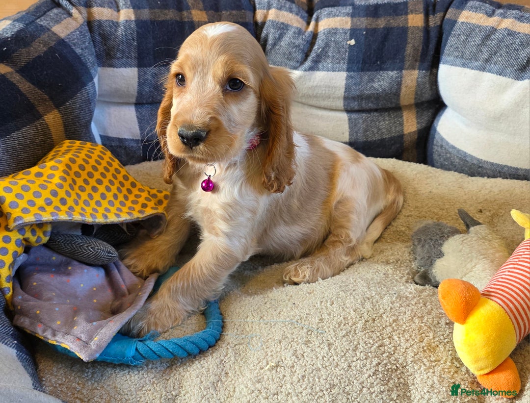 Cocker Spaniel dogs for sale: ⭐️ Show Type Cocker Spaniels ⭐️ - Image 18