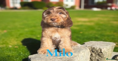 Cockapoo dogs - Advert 13