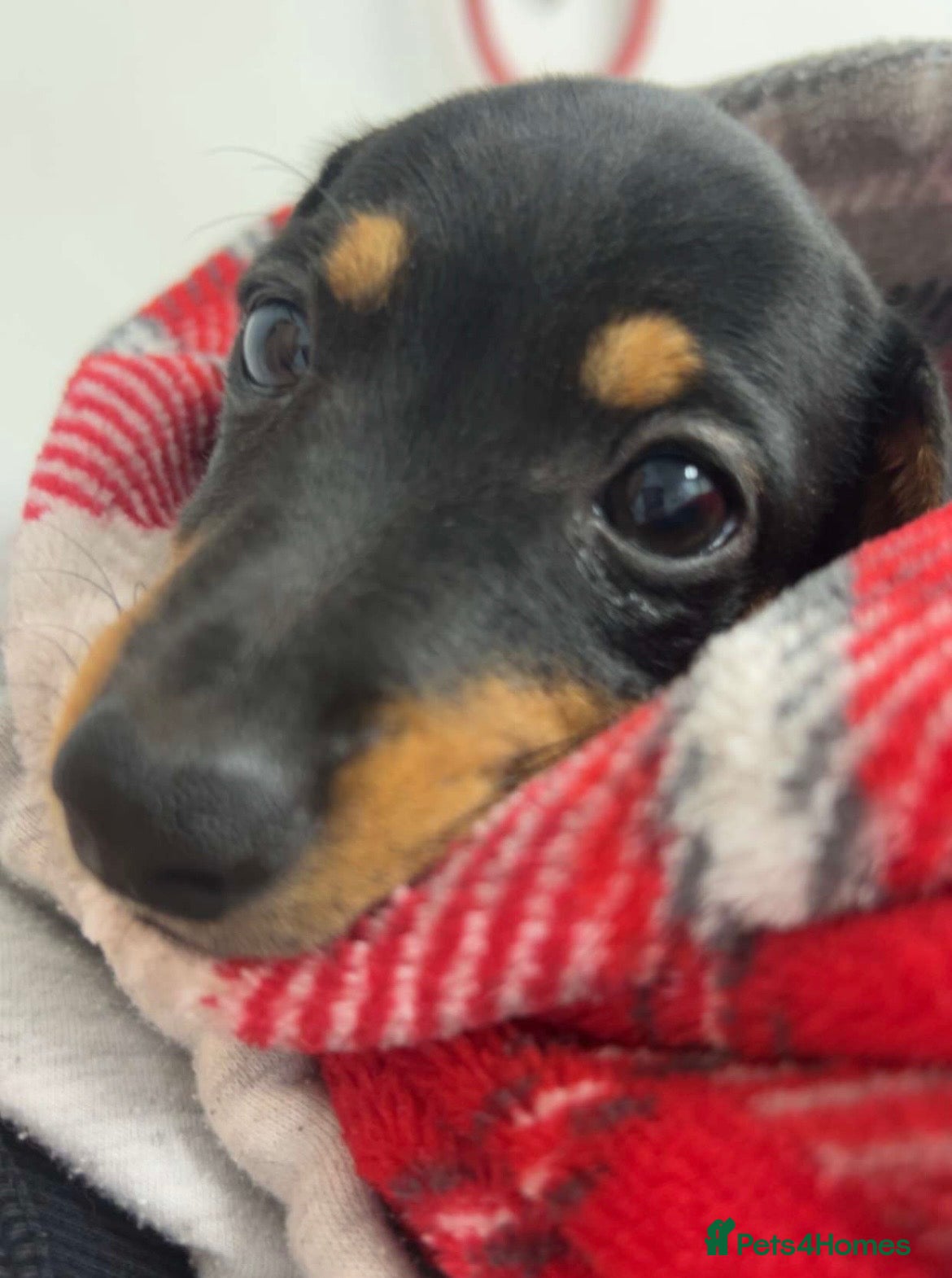 Miniature Dachshund dogs Miniature dachshund pup - Advert 1