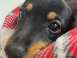 Miniature Dachshund dogs Miniature dachshund pup - Advert 1