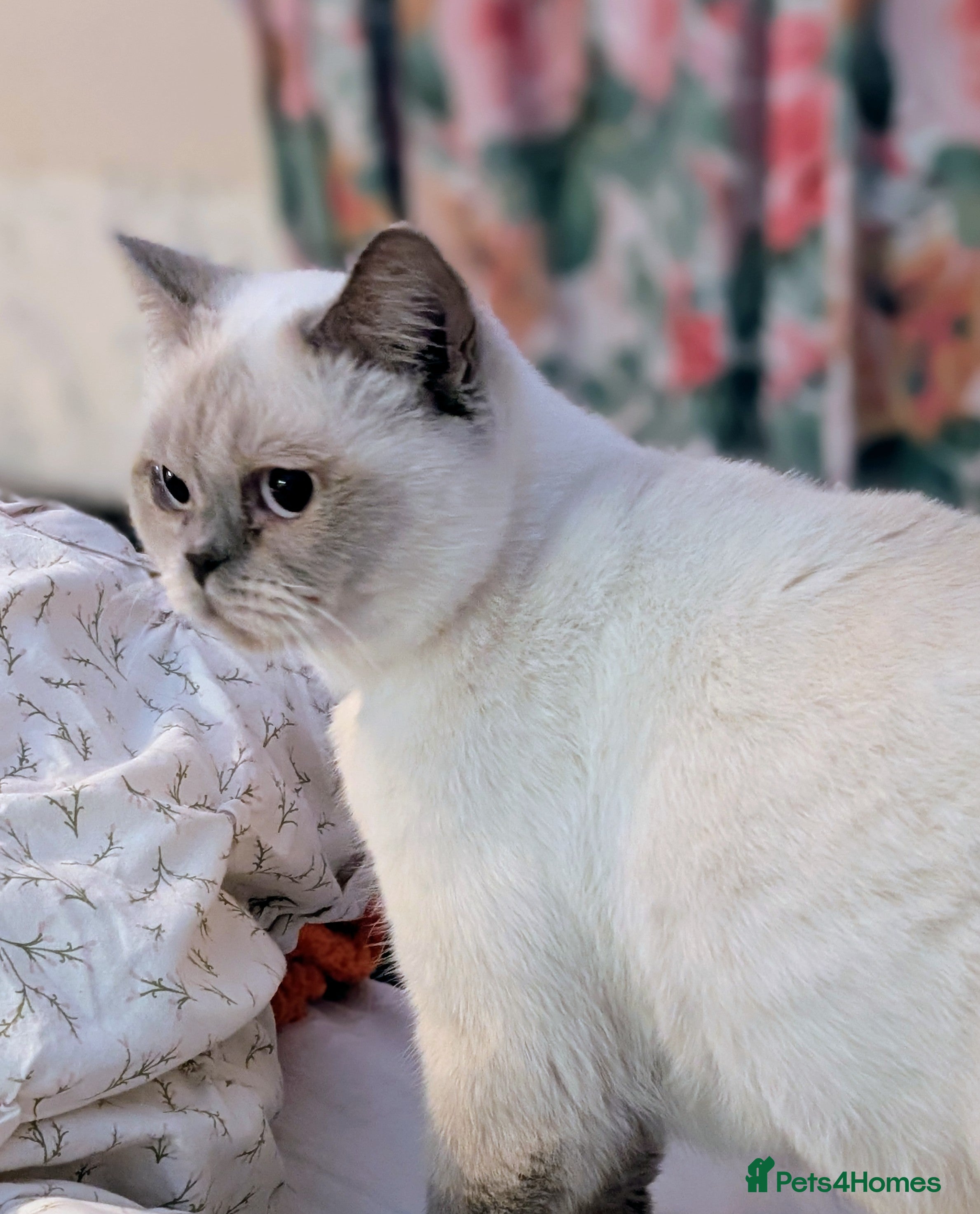 British Shorthair cats Pedigree Lilac BSH - READY NOW - Advert 17