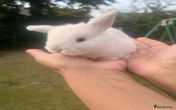 Mini Lion Lop rabbits for sale: Mini lop - Image 17
