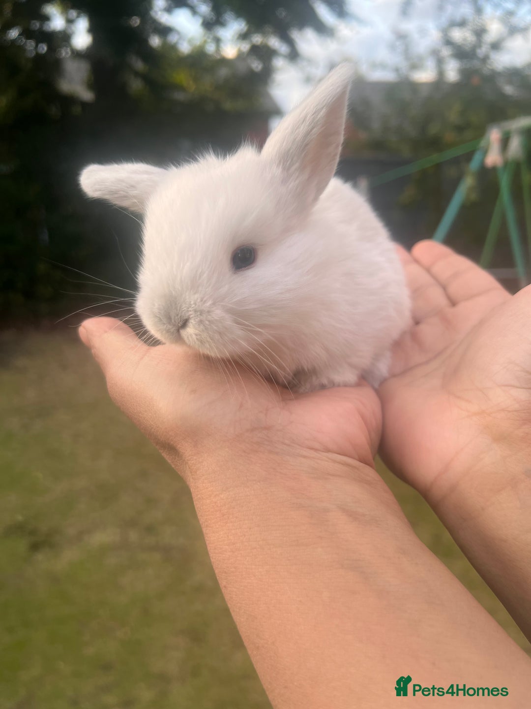 Mini Lion Lop rabbits for sale: Mini lop - Image 17