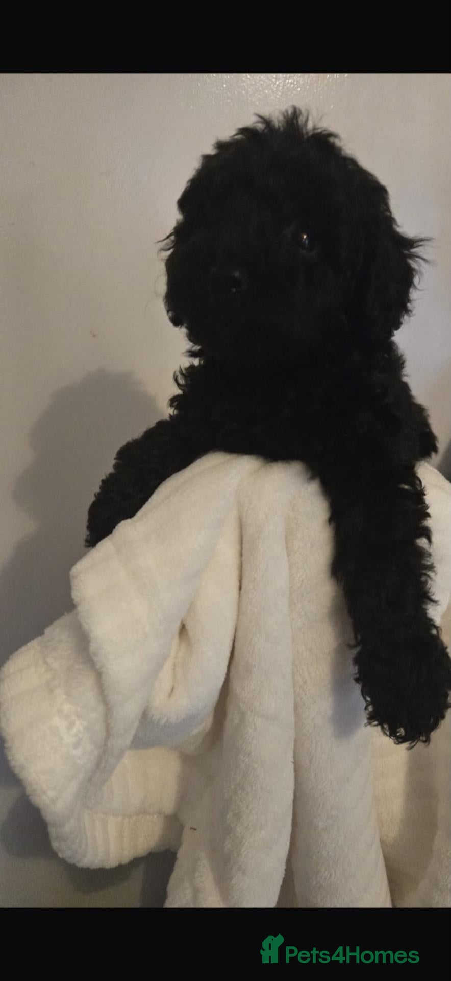 Miniature Poodle dogs Miniature poodles 🐶❤️🩵 - Advert 7