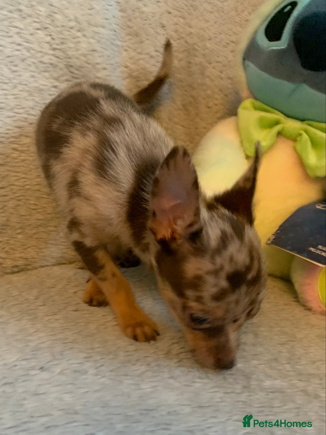 Mixed Breed dogs for sale: Chihuahua x  - Image 21