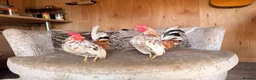 Chickens poultry for sale: Two serama cockerels for sale - Advert 2