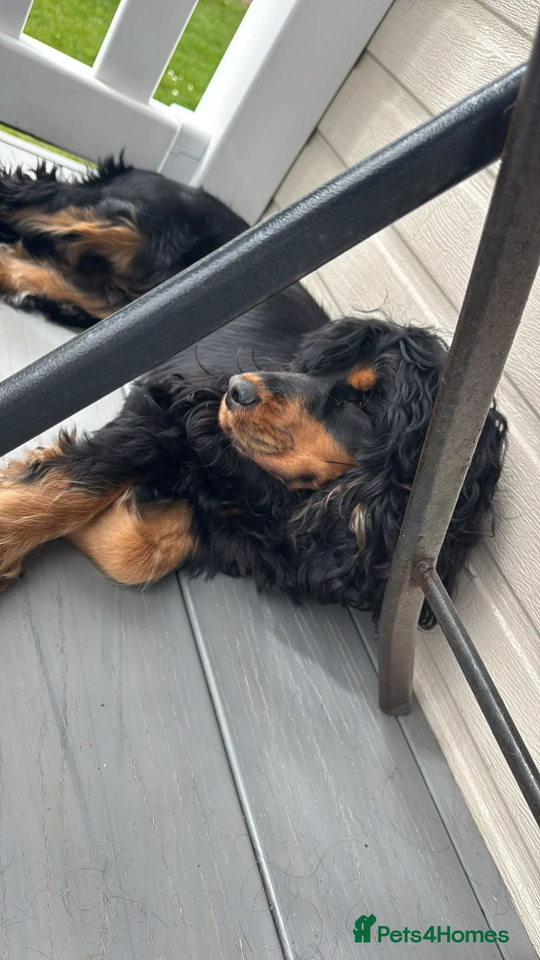 Cocker Spaniel dogs for sale: 11 month old Black and Tan female show cocker in Leeds - Advert 1