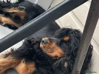 Cocker Spaniel dogs 11 month old Black and Tan female show cocker - Advert 1