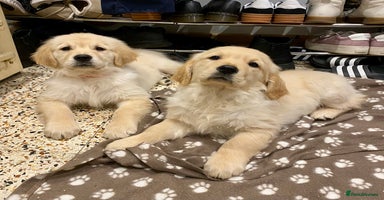 Golden Retriever dogs Golden Retriever Puppies Looking for Loving Homes! - Advert 15