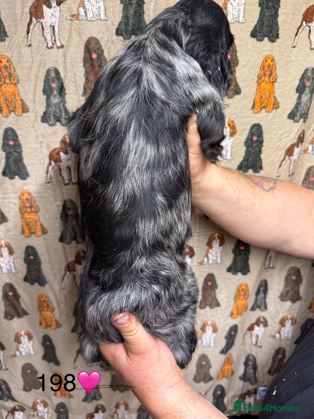 Cocker Spaniel dogs for sale: Chunky show type cocker spaniels  - Image 4