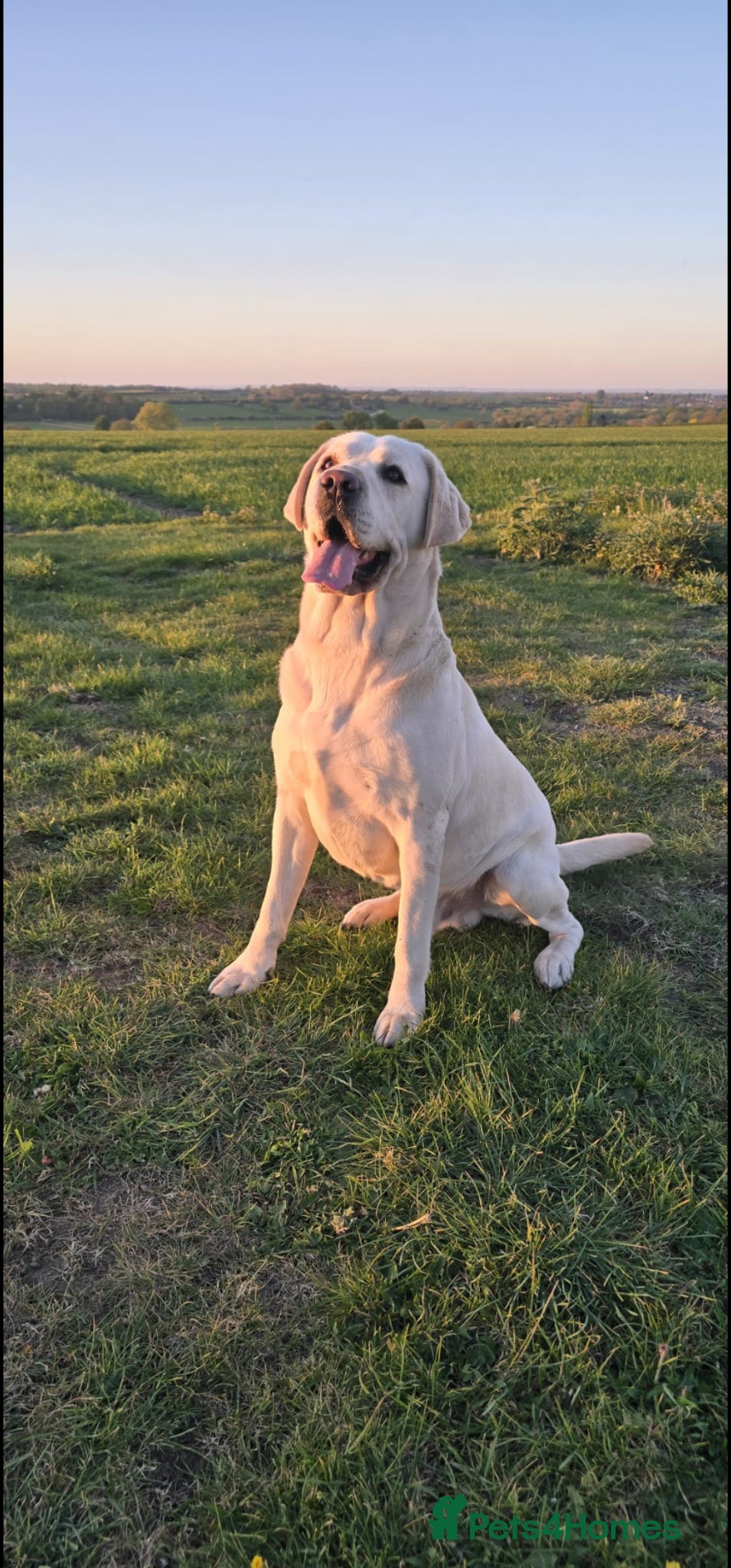 Labrador Retriever dogs White Labrador Stud Lincoln | Proven - Advert 5