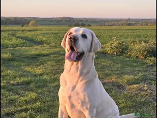 Labrador Retriever dogs White Labrador Stud Lincoln | Proven - Advert 5