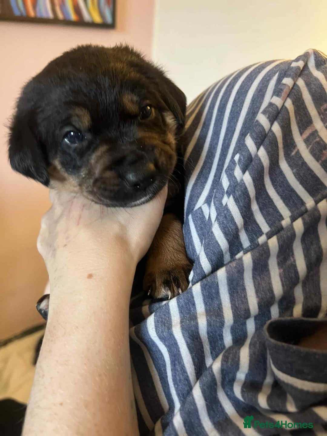 Mixed Breed dogs for sale: Boarder Rottie puppies  - Image 11