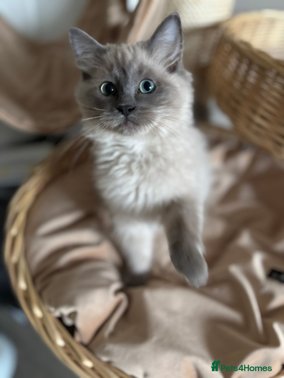 Ragdoll cats for sale: Beautiful blue mink colourpoint boy tica reg - Advert 13