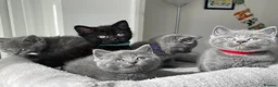 British Shorthair cats for sale: Beautiful British kittens 🐈‍⬛  - Advert 4