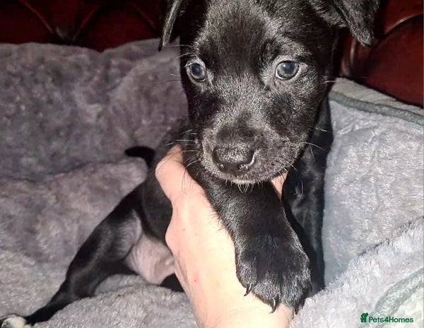 Staffordshire Bull Terrier dogs - Advert 2