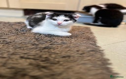 Scottish Fold cats for sale: Scottish Fold  - Image 7