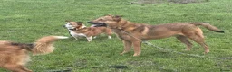 Mixed Breed dogs for adoption: Toffee - Norwich Norfolk  in Norwich - Advert 30