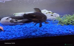 Mollies fish for sale: 3 x fish - Image 4