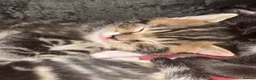 Mixed Breed cats for sale: 4 cute kittens for sale  - Advert 4