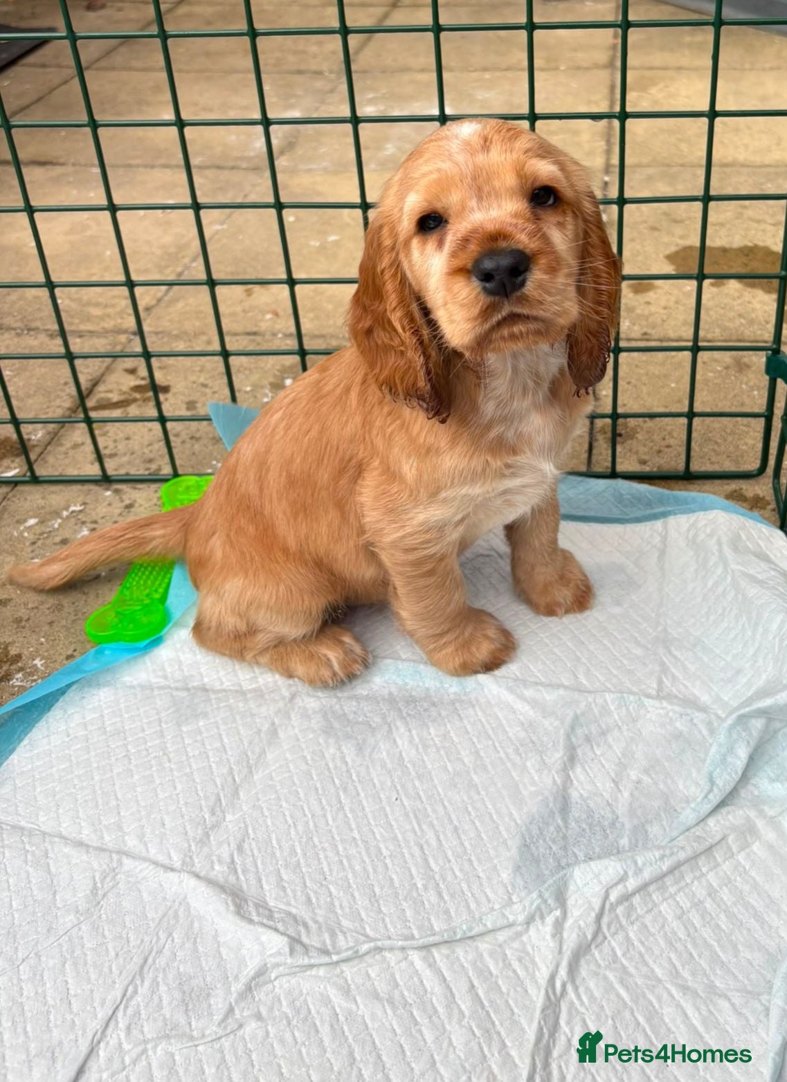 Cocker Spaniel dogs Cocker spaniels Barnsley area - Advert 1