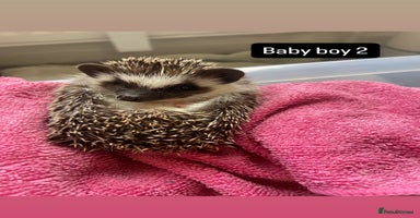 Pygmy Hedgehog rodents - Advert 9