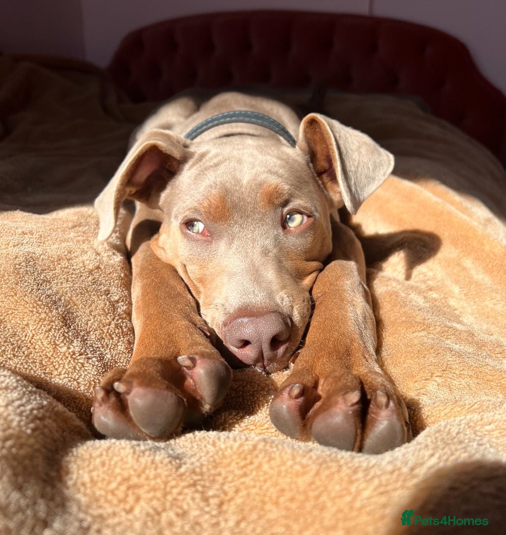 Mixed Breed dogs Loving Active Pup, Looking for His Forever Home - Advert 2