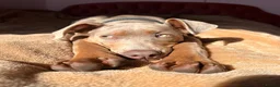 Mixed Breed dogs for sale: Loving Active Pup, Looking for His Forever Home in Southport - Advert 1