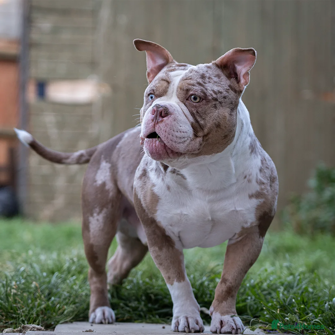American Bully dogs for stud: BIGGZ - AMERICAN POCKET BULLY -ABKC in Erith - Advert 2