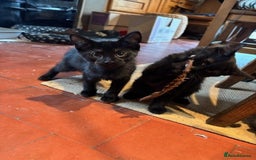 Domestic Shorthair cats for sale: 4 kittens, ready to go - Image 7