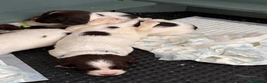 English Springer Spaniel 7