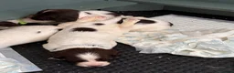 English Springer Spaniel dogs for sale: FTCH Sired Springer Spaniel Puppies - Advert 17