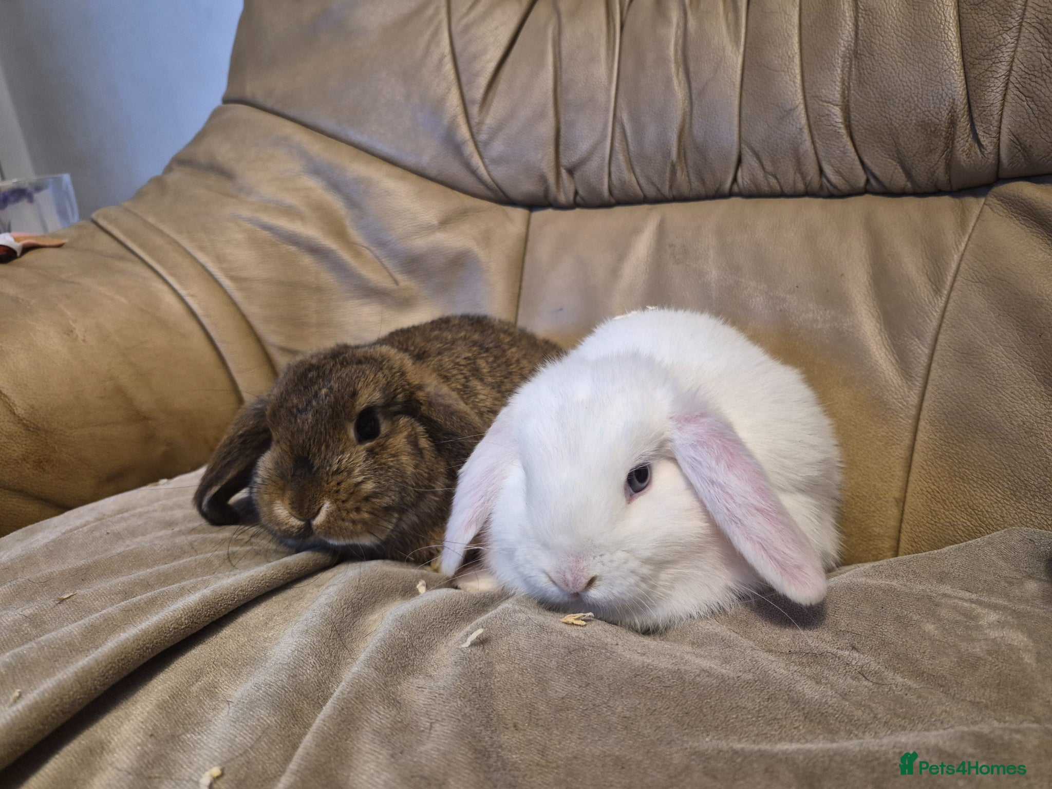 Mini Lop rabbits 2 Cute Baby Mini Lop Rabbits - Advert 5