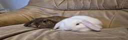Mini Lop rabbits for sale: 2 Cute Baby Mini Lop Rabbits - Advert 1