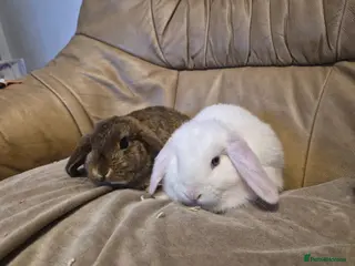Mini Lop rabbits 2 Cute Baby Mini Lop Rabbits - Advert 5